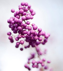 Callicarpa japonica beautyberry
