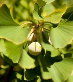 ginkgo biloba