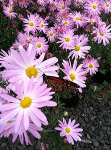 Chrysanthemum rubellum ‘Sheffield Pink’