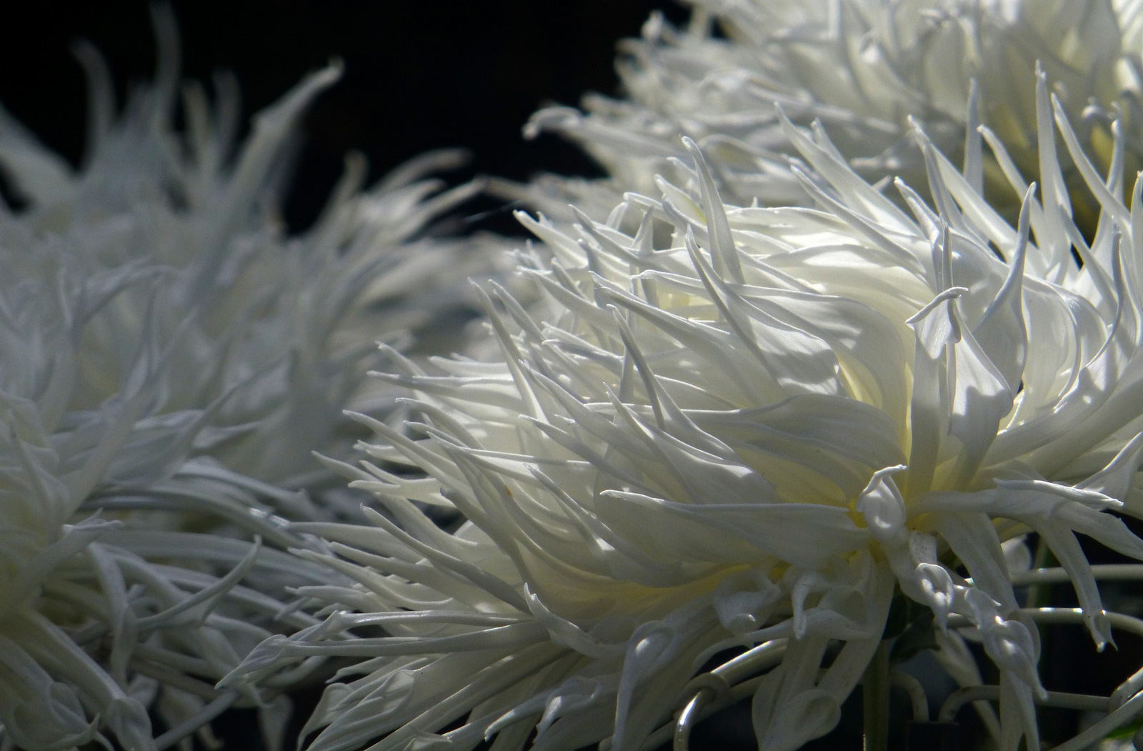 edo mum chrysanthemum kiku the art of the japanese garden