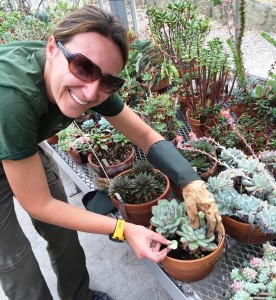 Nolen Greenhouses gardener Karen Drews takes leaf cuttings