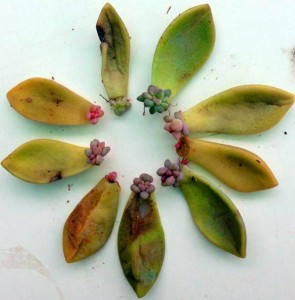 Succulent leaf cuttings show the beginnings of new rosettes.