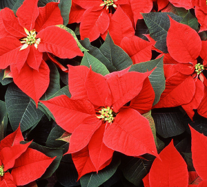 Poinsettia