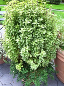Basil thrives when given room