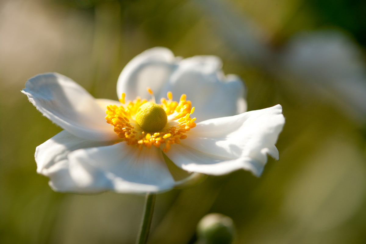 Anemone × hybridus 'Honorine Jobert'