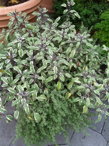 Sage and thyme in an NYBG planter
