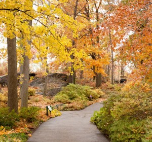 Azalea Garden