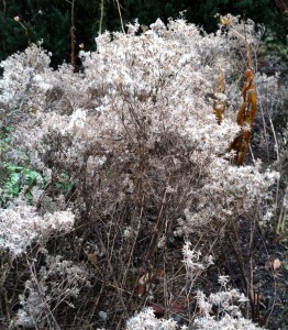 Eupatorium