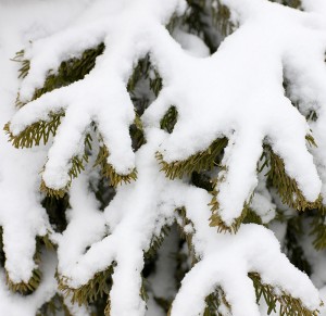 Snow-covered conifers