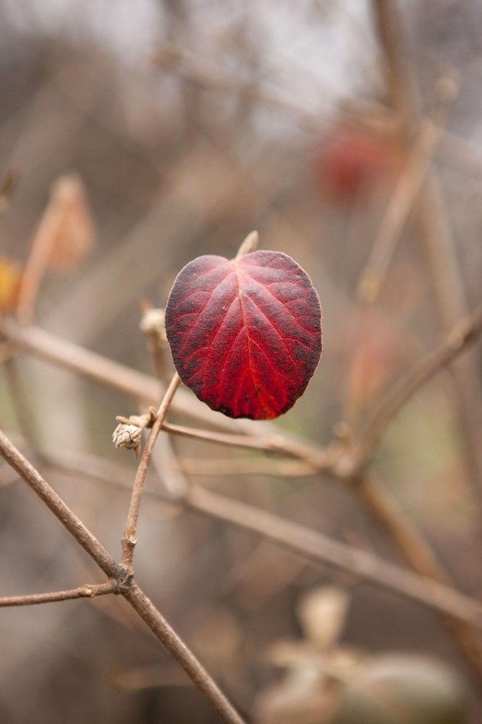 Last leaf