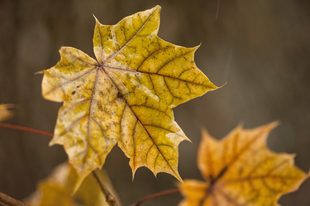 Leaves in Winter