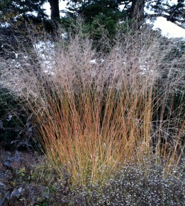 Molinia caerulea ssp. arundinacea 'Transparent'