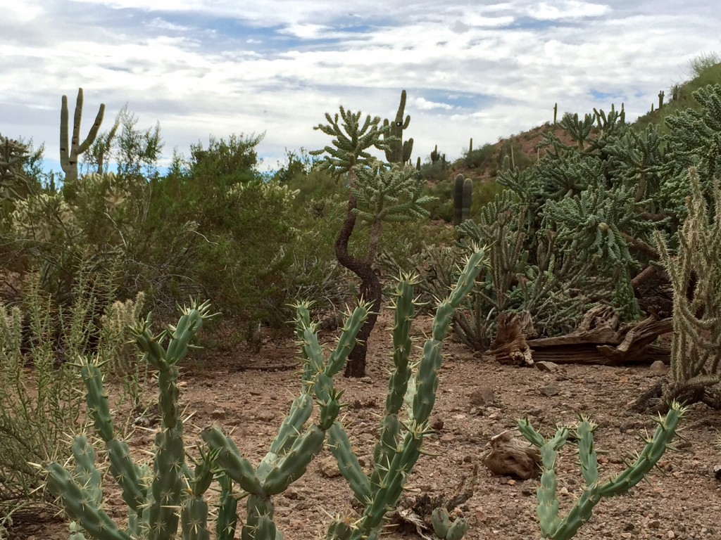 Sonoran Desert