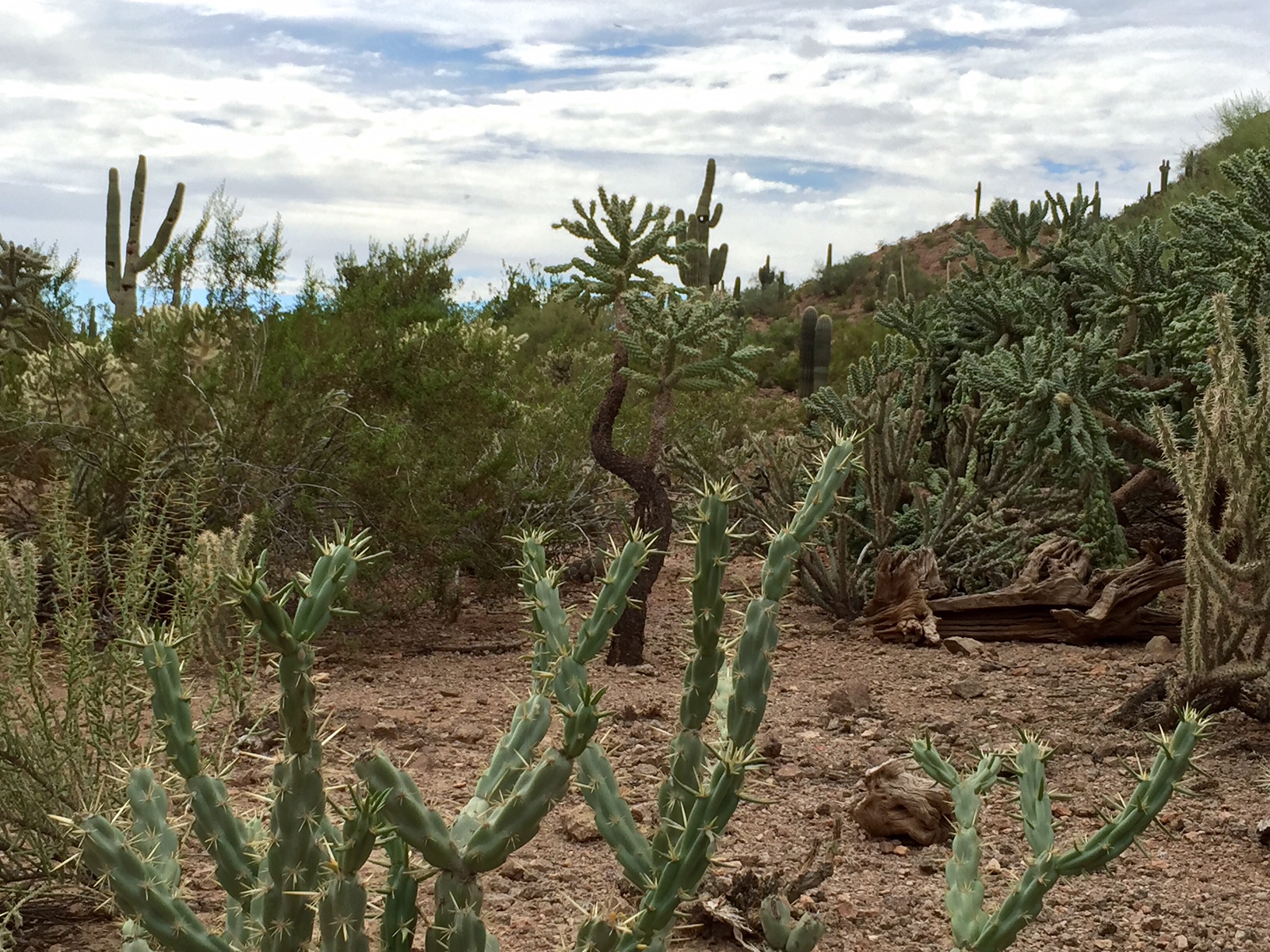 Grazing in the Deserts of Mexico - Plant Talk