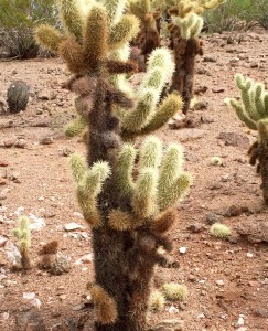 Teddy bear cholla