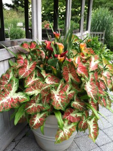 Caladium Creamsicle