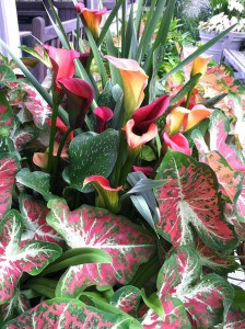 Caladium Creamsicle and Calla lily Mango