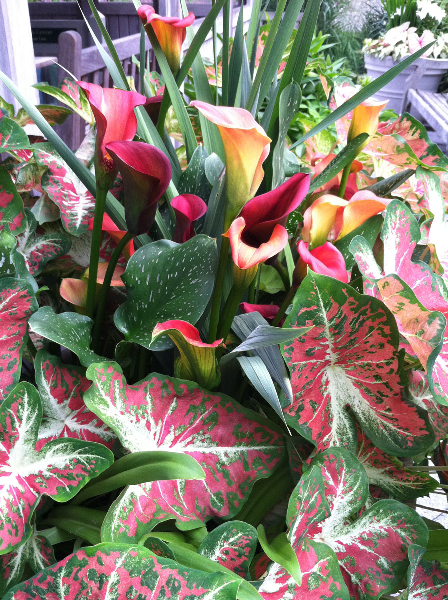 Colorful Caladiums Plant Talk