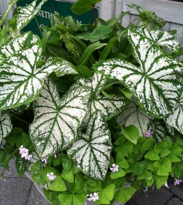 Caladium 'White Christmas'