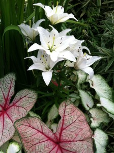 Caladium White Queen, White Delight and Lily Navona