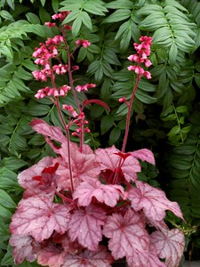 Heuchera 'Grape Soda'