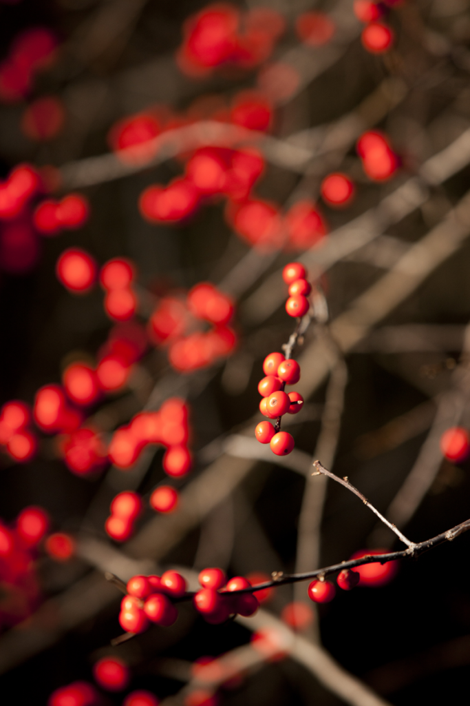 Winter berries