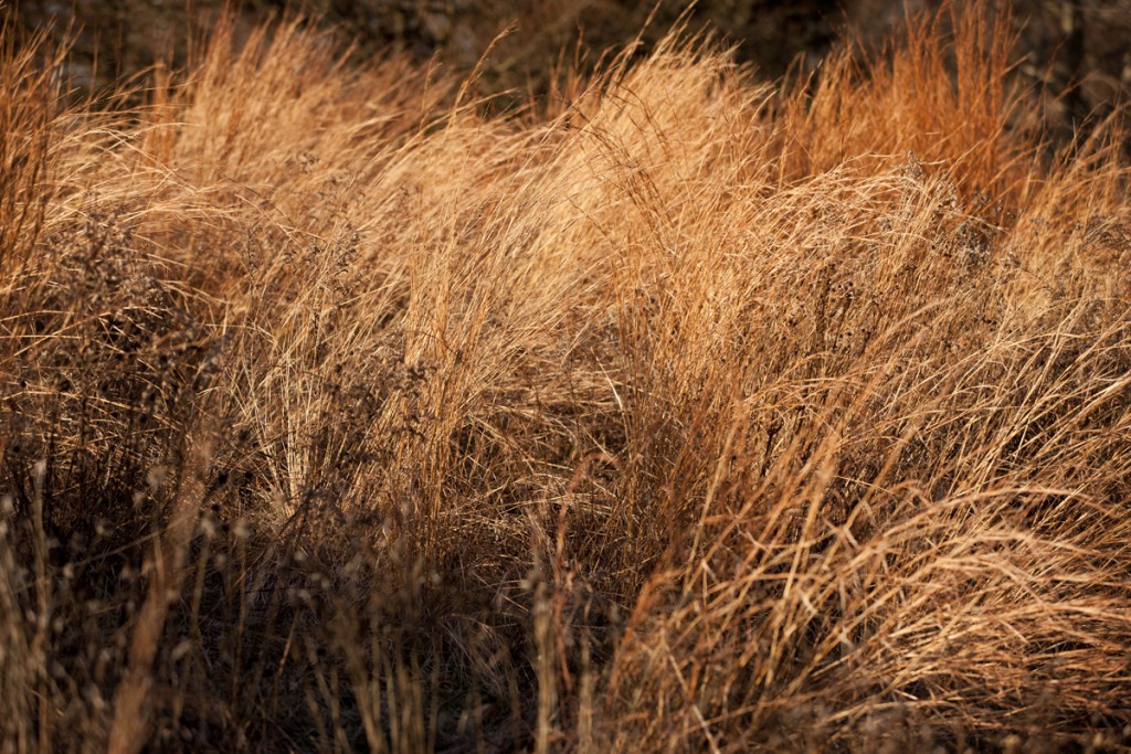 Native Plant Garden