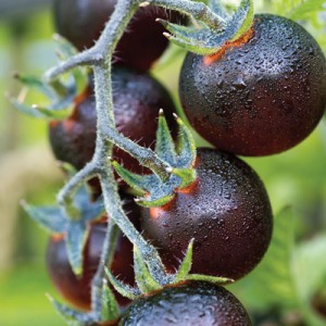 Indigo™ 'Blue Berries' (Photo: Territorial Seeds)