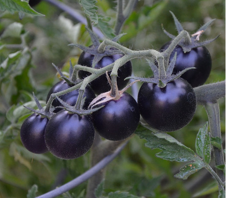 Indigo Blue Berries Prolific Cherry Tomato Rich In Antioxidants Deep Purple+Red 