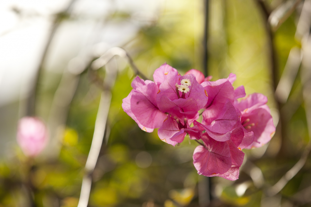 Bougainvillea