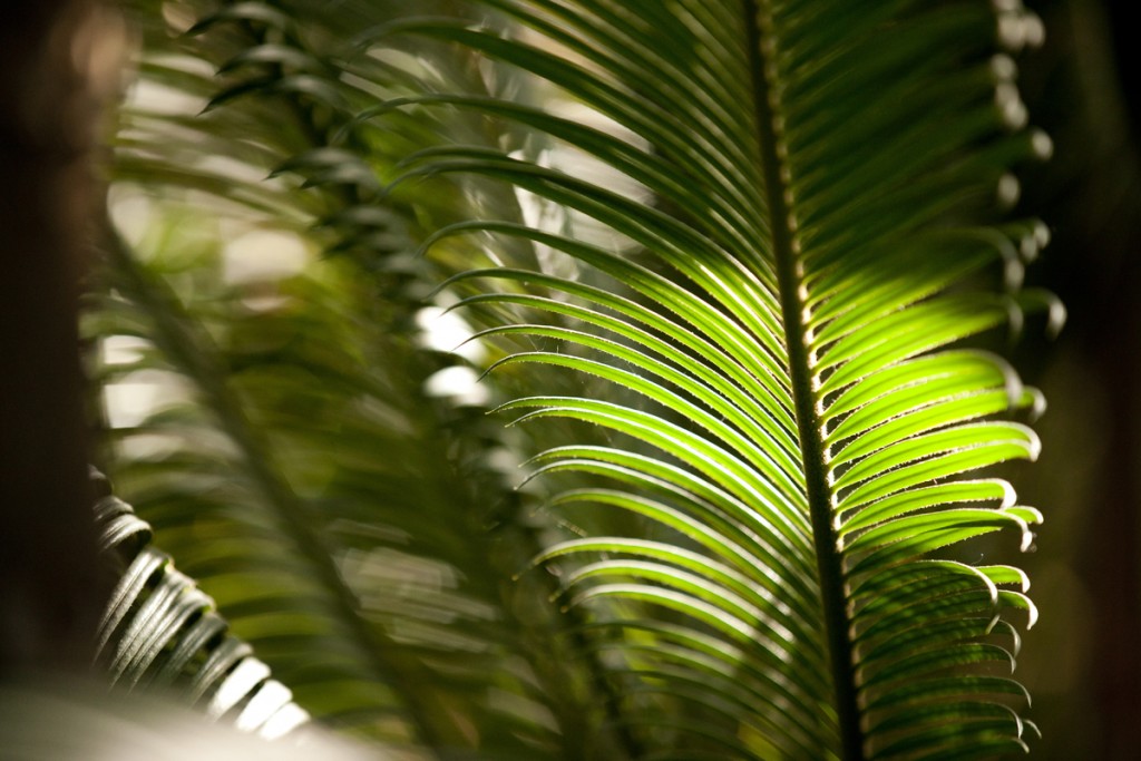 Palm Dome