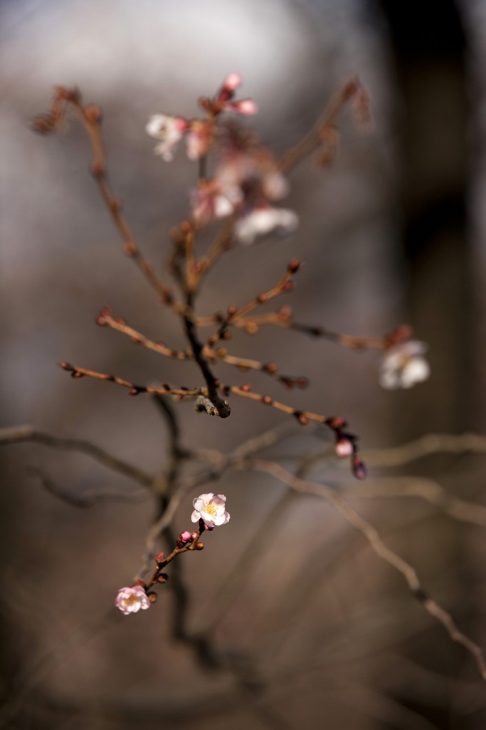 Prunus subhirtella 'Autumnalis Rosea'