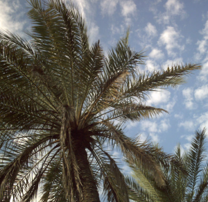 Date palms (Phoenix dactylifera)