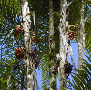 Peach palms (Bactris gasipaes) with fruit. Photo by the U.S. Department of Agriculture.