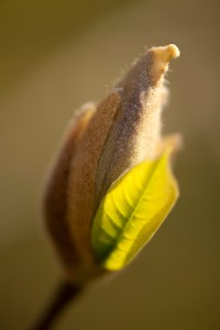 Magnolia × soulangeana 'Rustic Rubra'