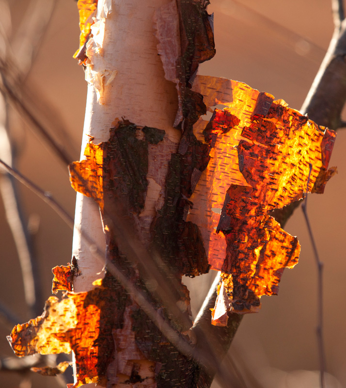 Betula nigra river birch with peeling bark 