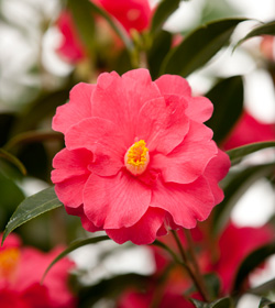 Japanese camellias