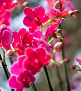 wild medicine photo contst haupt conservatory orchids