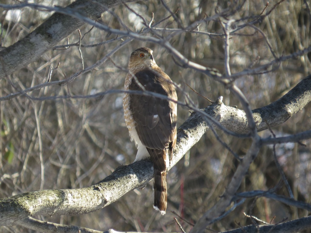 Cooper's Hawk