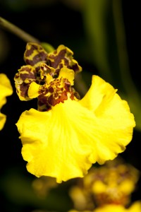 Oncidium Jiuhbao Gold