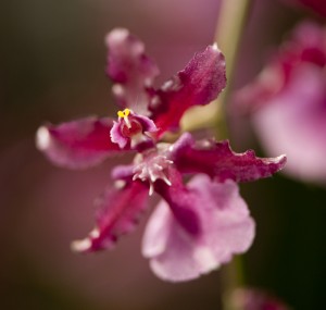 Oncidium Sharry Baby 'Red Fantasy'