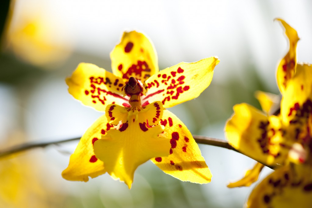 Oncidium Tiger Crow 'Golden Girl'