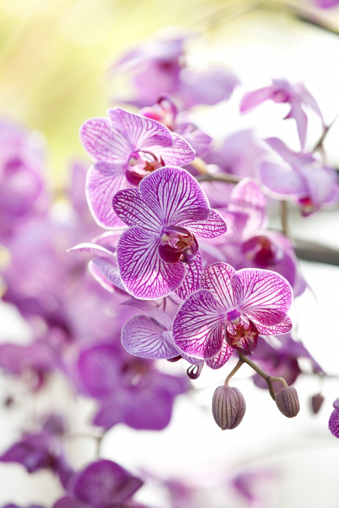 Orchids