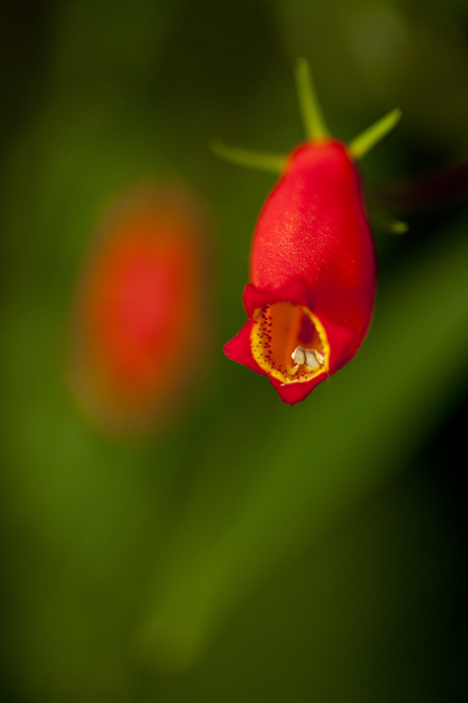 Seemannia sylvatica