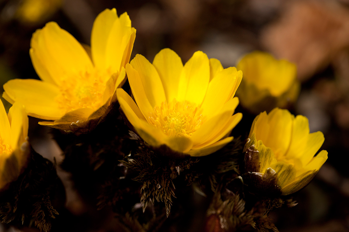 Amur Adonis Archives Plant Talk