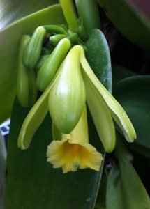 Vanilla planifora flower