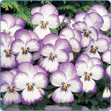 Viola 'Sorbet Coconut Swirl' (Egmontseeds)