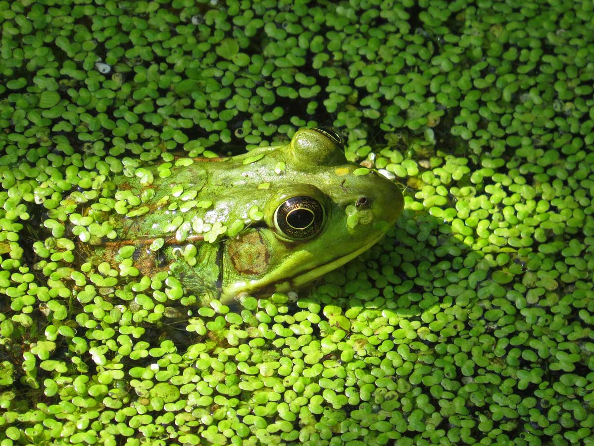 green frog Patricia Gonzalez