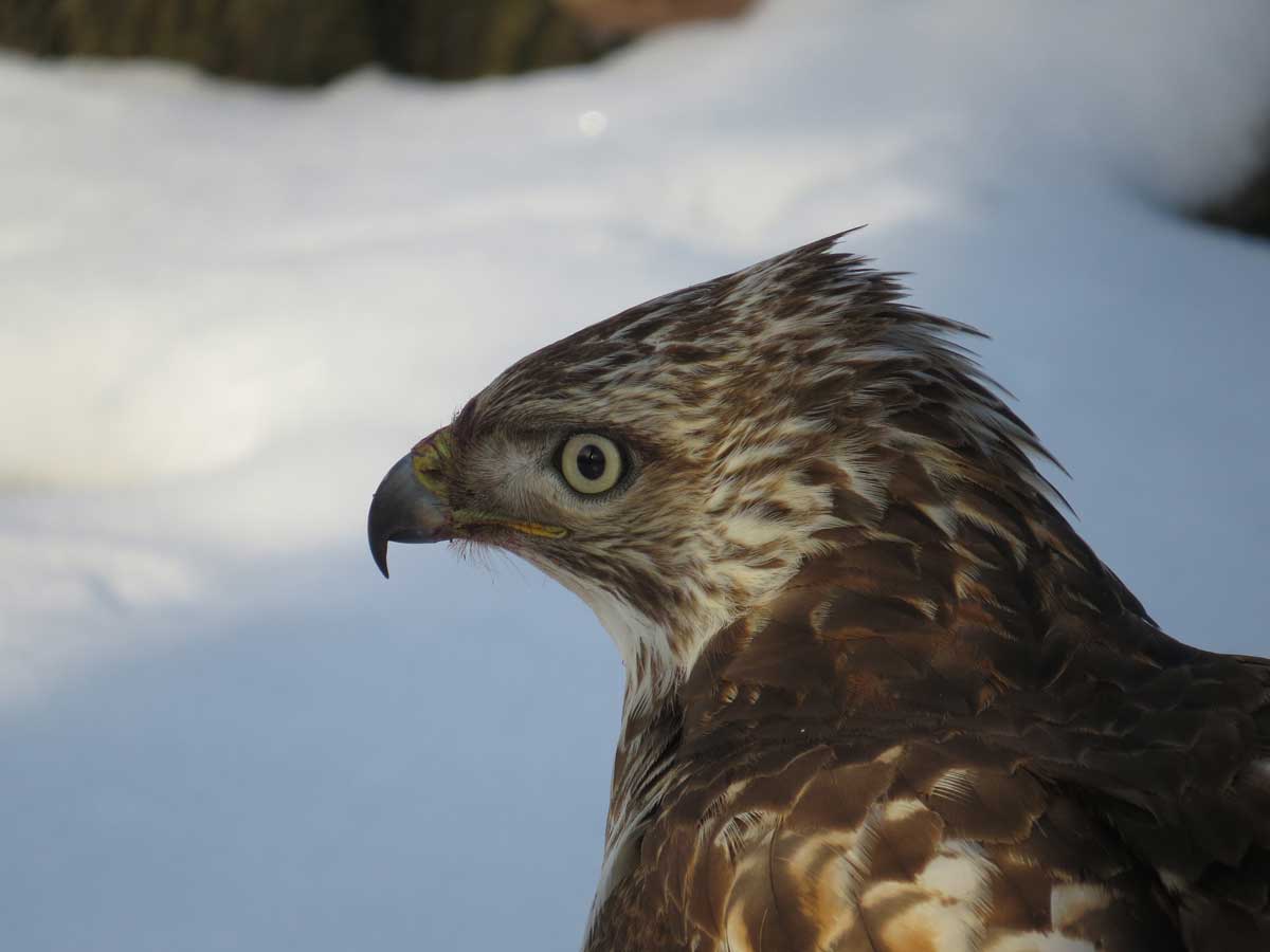 red tailed hawk patricia gonzalez