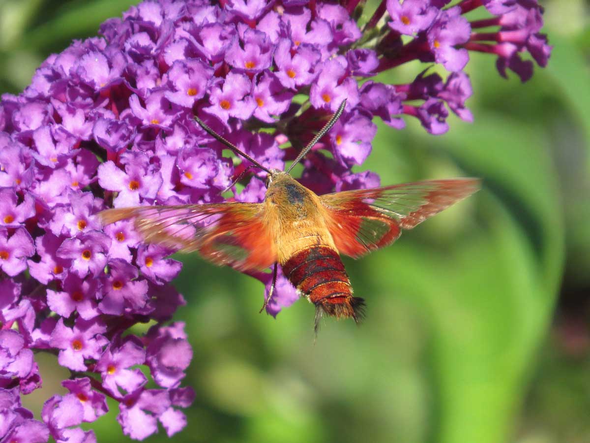 clear winged hummingbird moth Patricia Gonzalez